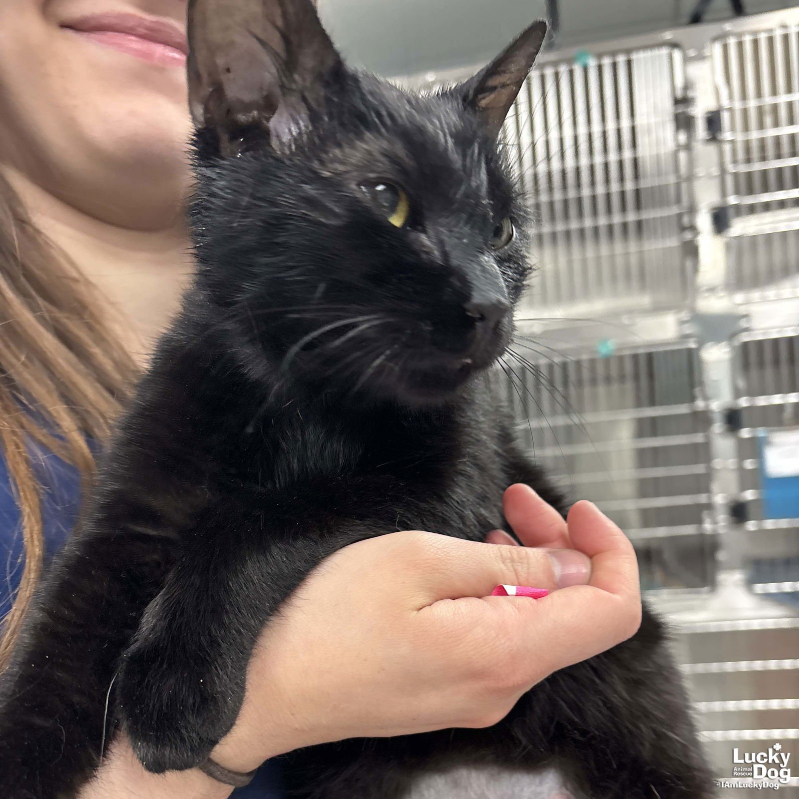 TAROT - Domestic Short Hair available for adoption