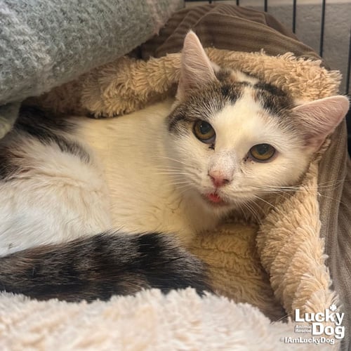 LIMERICK - Domestic Short Hair available for adoption