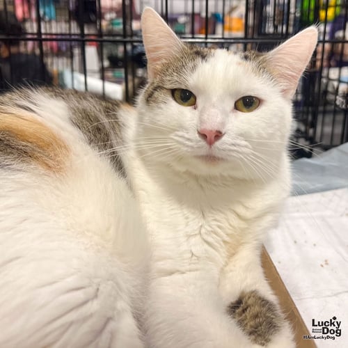 LIMERICK - Domestic Short Hair available for adoption