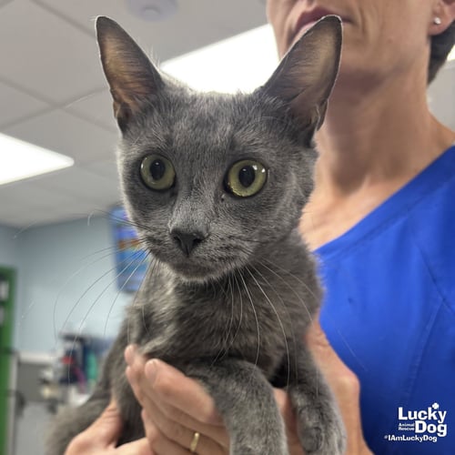 ROSE - Domestic Short Hair available for adoption
