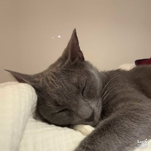ROSE - Domestic Short Hair available for adoption