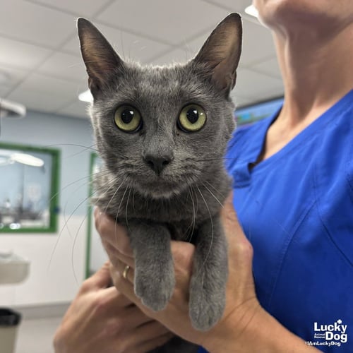 ROSE - Domestic Short Hair available for adoption