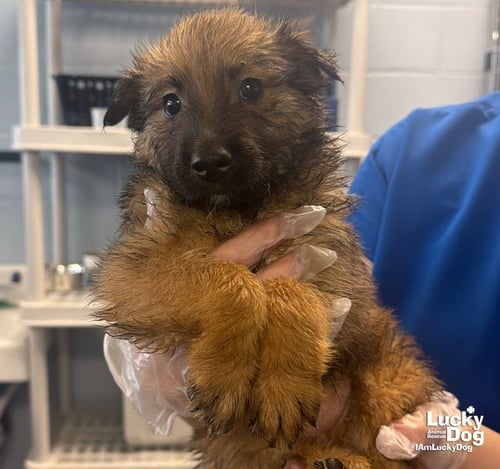 COAST - Shetland Sheepdog Sheltie / Shepherd available for adoption