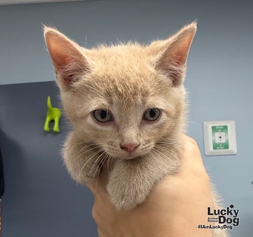 TOULOUSE - Domestic Short Hair available for adoption