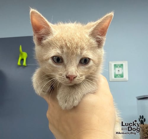 TOULOUSE - Domestic Short Hair available for adoption