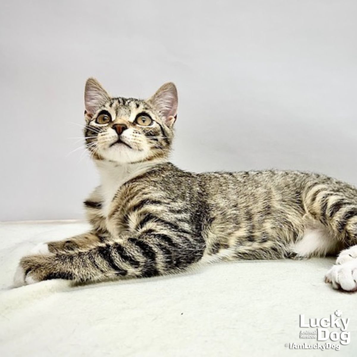 BILLY BOB - Domestic Short Hair available for adoption