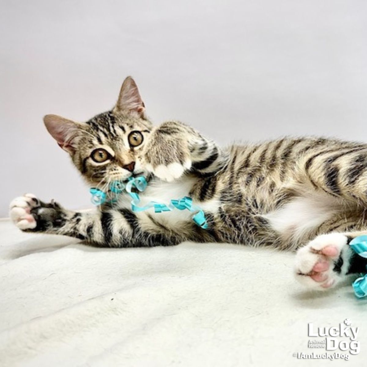 BILLY BOB - Domestic Short Hair available for adoption