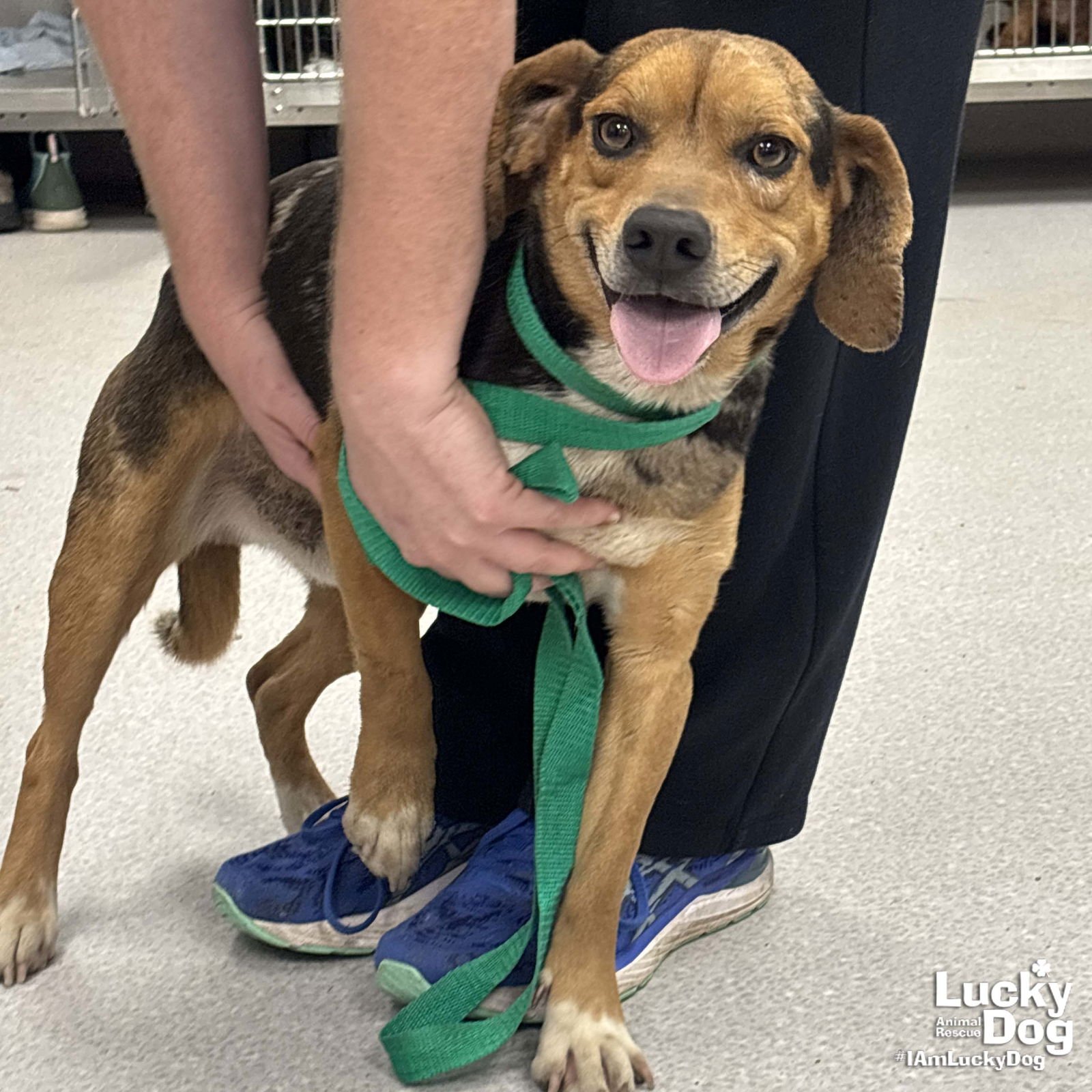 PICKLES - Beagle / Catahoula Leopard Dog available for adoption