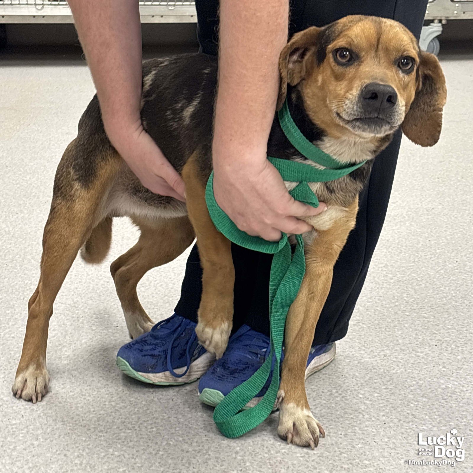 PICKLES - Beagle / Catahoula Leopard Dog available for adoption