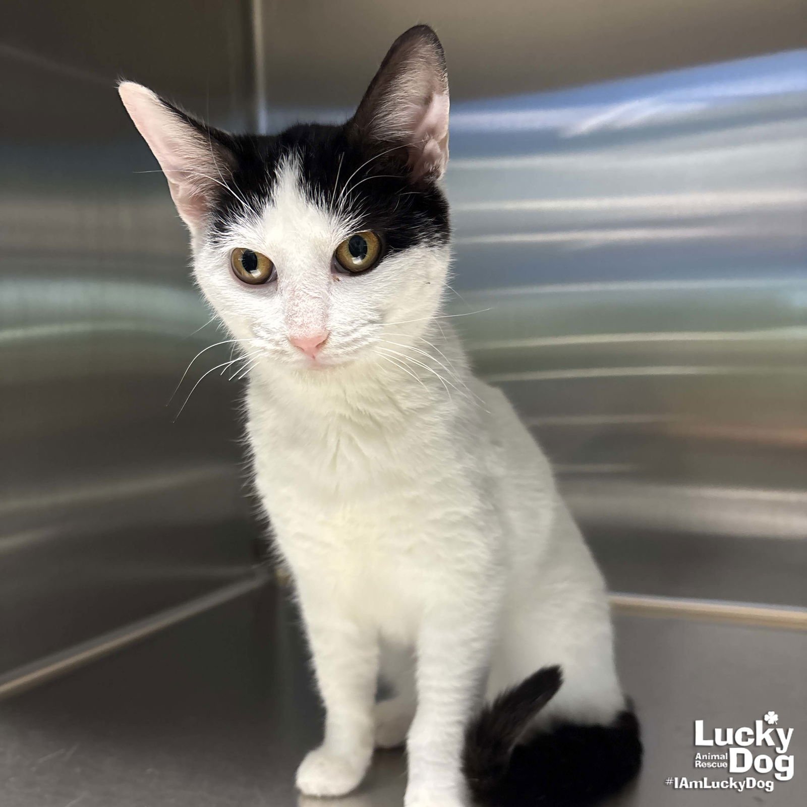 TUMMY - Domestic Short Hair available for adoption