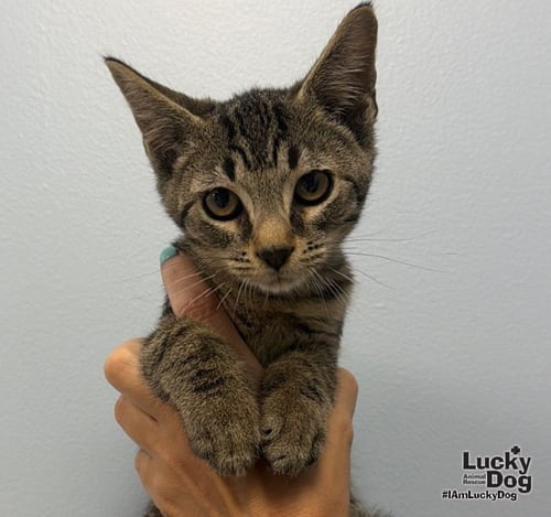 COFFEE MOCHA - Domestic Short Hair available for adoption