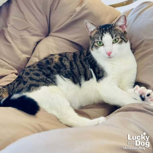 TWINKIE - Domestic Short Hair / Tabby available for adoption