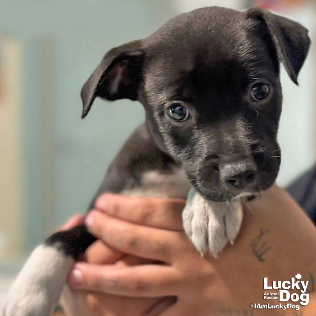 CATHERINE - Labrador Retriever available for adoption