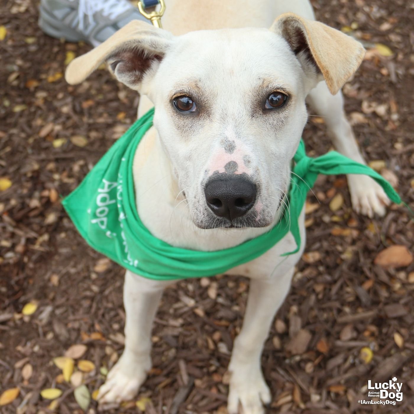 CORAL - Labrador Retriever / Hound available for adoption
