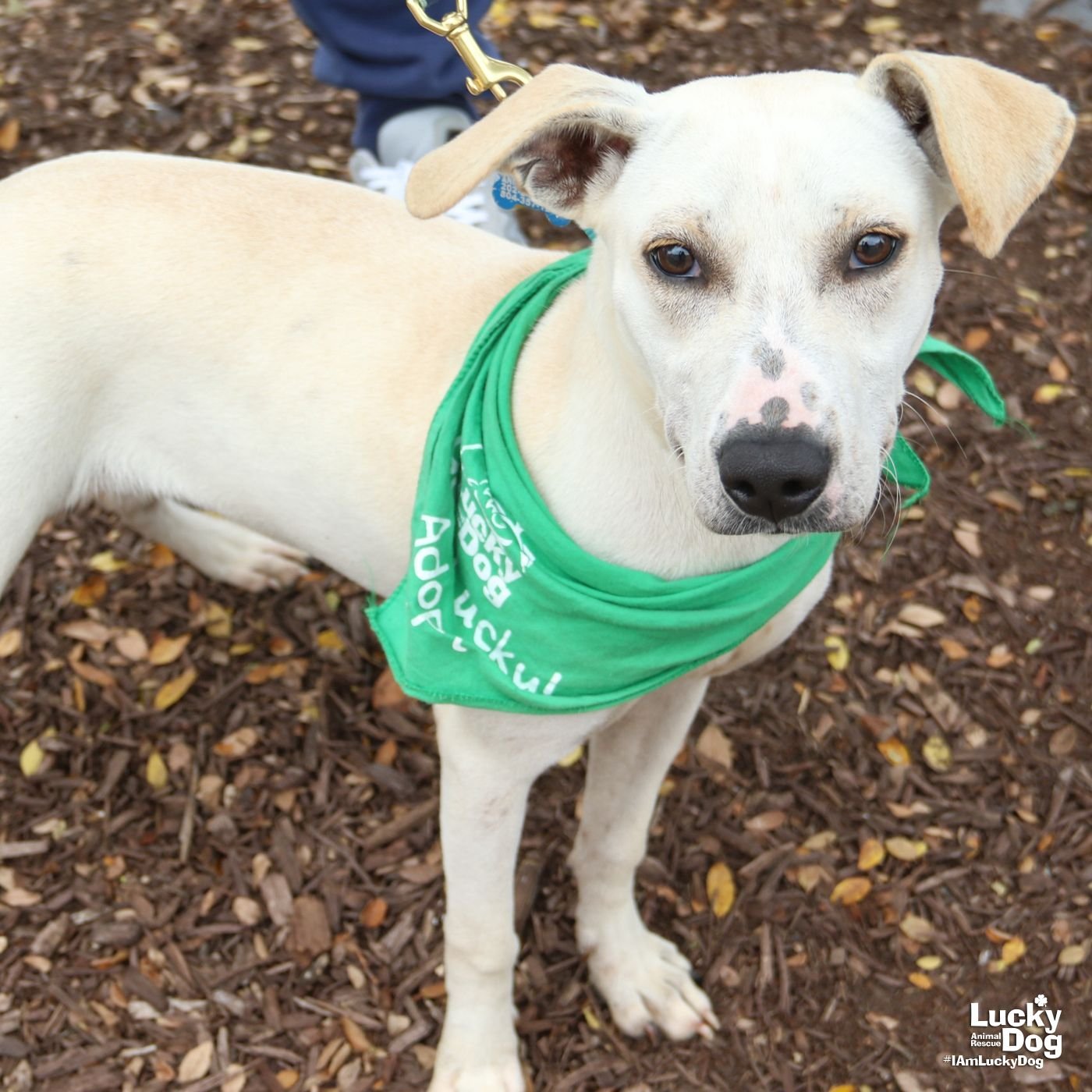 CORAL - Labrador Retriever / Hound available for adoption