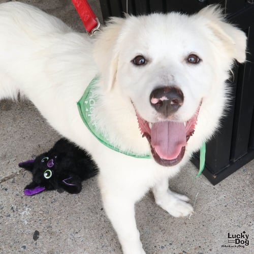 PELICAN - Great Pyrenees / Labrador Retriever available for adoption