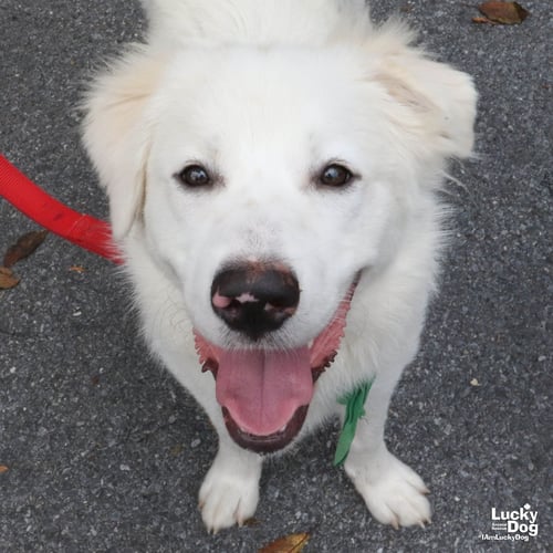 PELICAN - Great Pyrenees / Labrador Retriever available for adoption