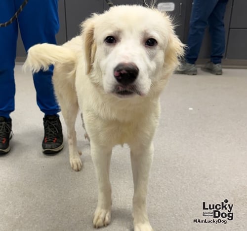 PELICAN - Great Pyrenees / Labrador Retriever available for adoption