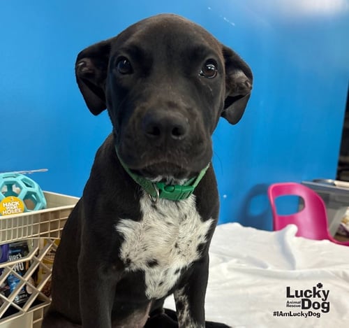 TINA SUE - Labrador Retriever / Pointer available for adoption