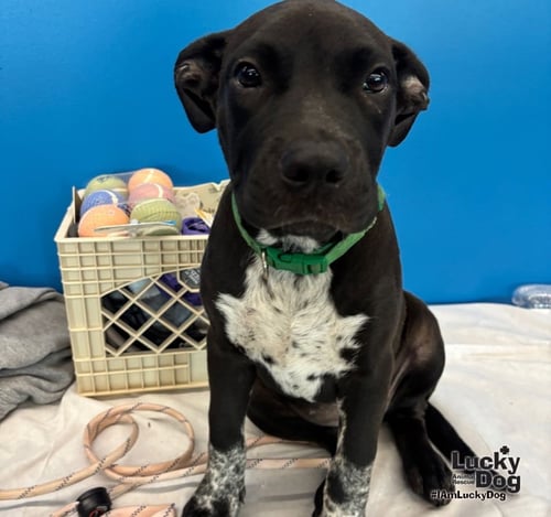 TINA SUE - Labrador Retriever / Pointer available for adoption