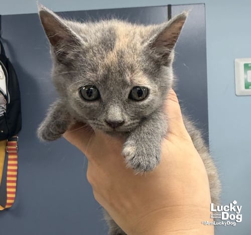 ELPHIE - Domestic Short Hair available for adoption