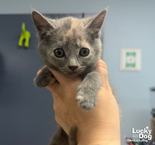 ELPHIE - Domestic Short Hair available for adoption