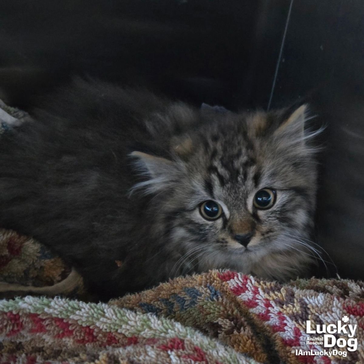 DAN THE MAINTENANCE MAN - Domestic Long Hair available for adoption