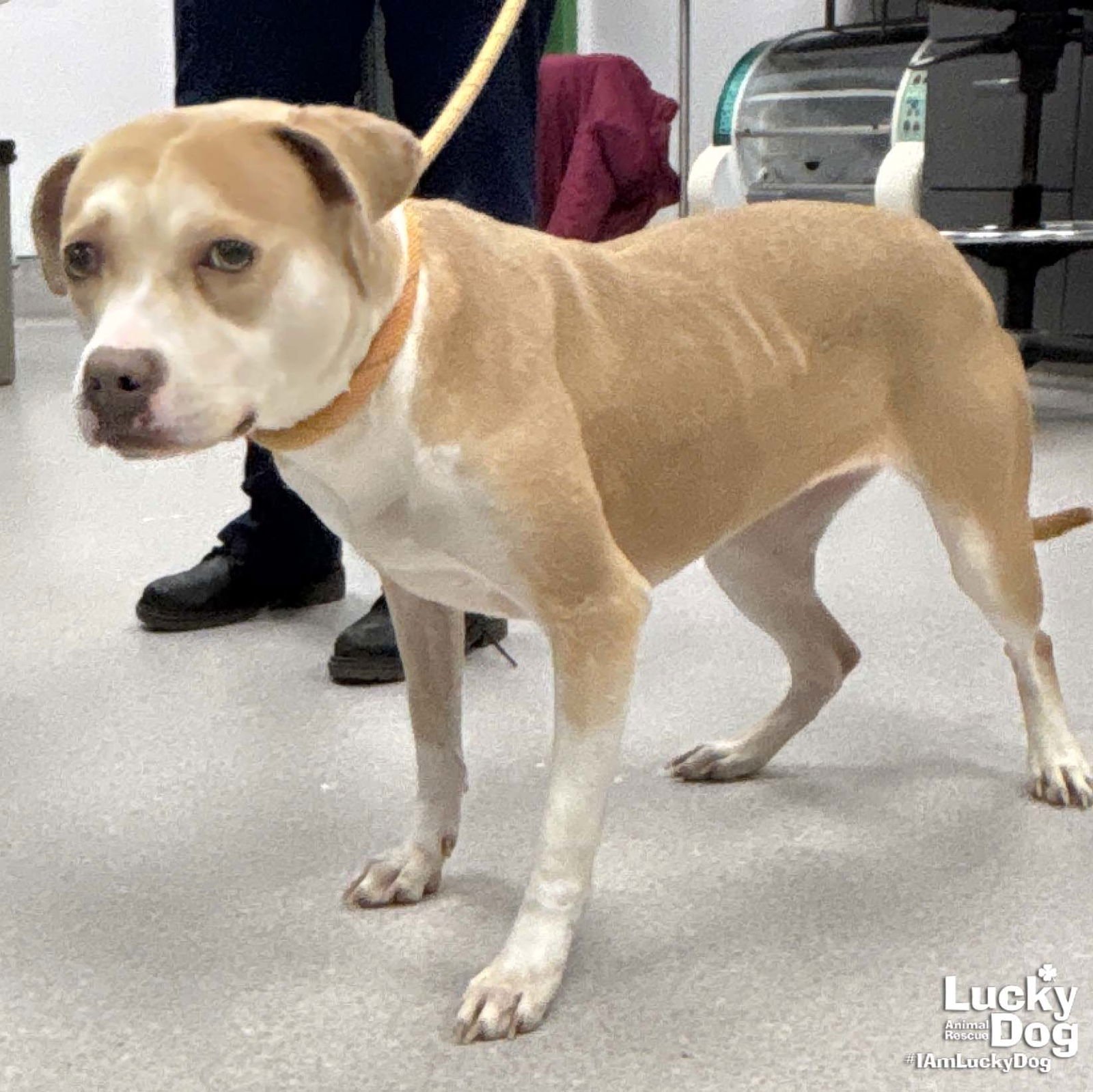 BAMBI - Labrador Retriever available for adoption