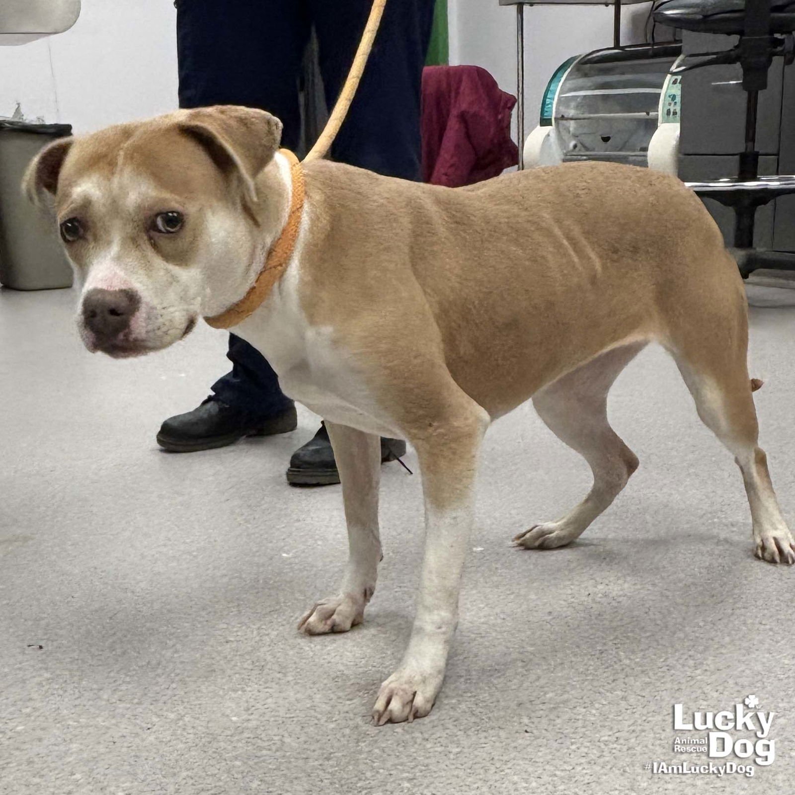 BAMBI - Labrador Retriever available for adoption