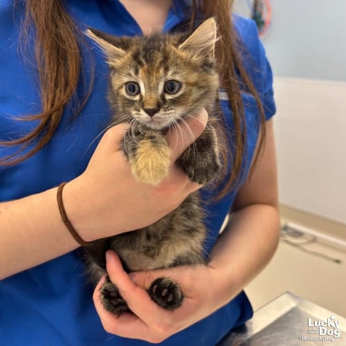 BROOKS - Domestic Medium Hair available for adoption