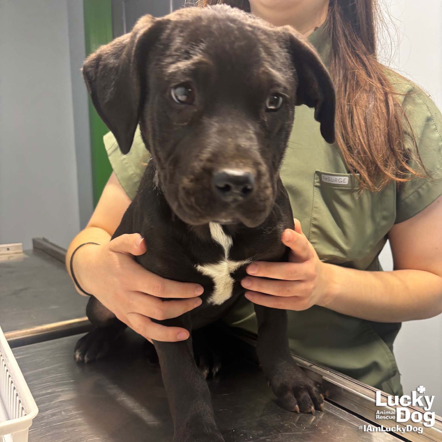 BOONE - Retriever / Shepherd available for adoption