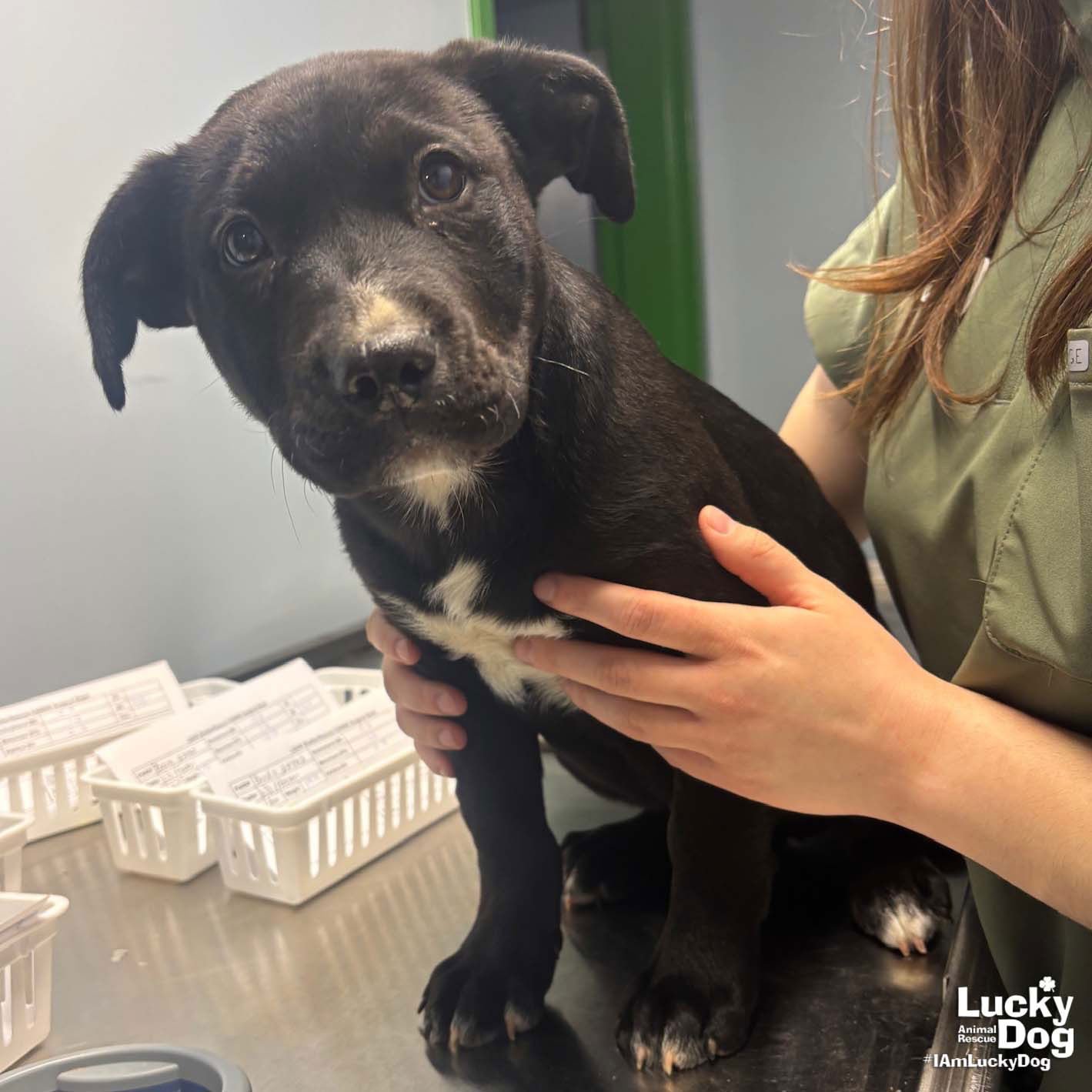 BOONE - Retriever / Shepherd available for adoption