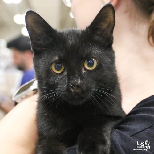 ECLIPSE - Domestic Short Hair available for adoption