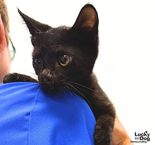 ECLIPSE - Domestic Short Hair available for adoption