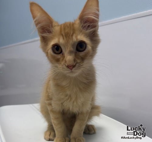 CHAI - Domestic Medium Hair available for adoption