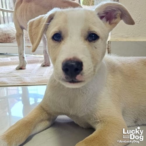 IGGY - Australian Shepherd / Cattle Dog available for adoption