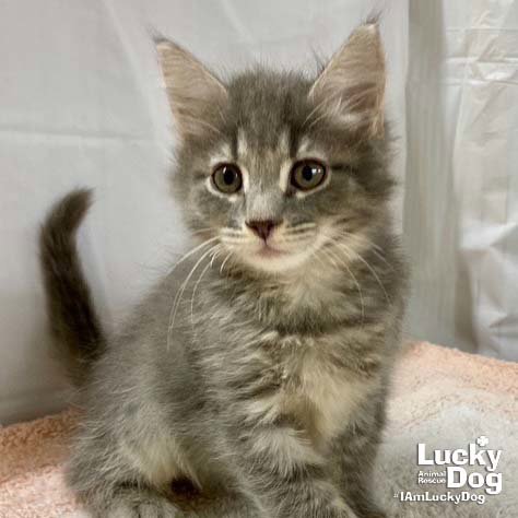 ASLAN - Domestic Short Hair available for adoption