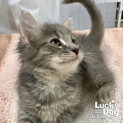 ASLAN - Domestic Short Hair available for adoption