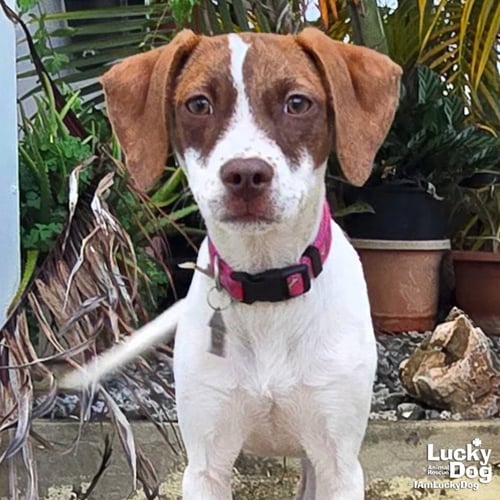 MANCHITA - Beagle available for adoption