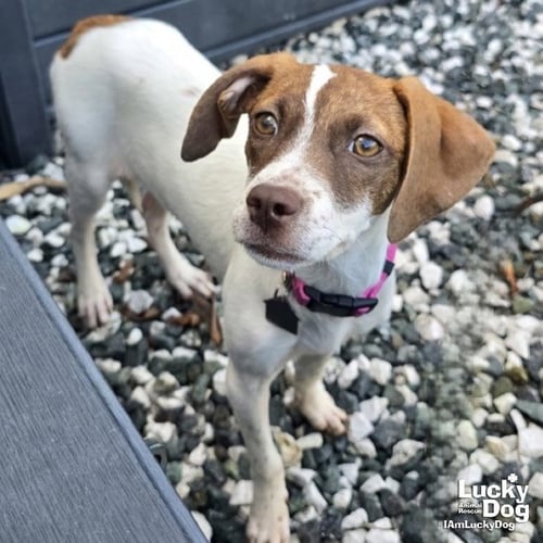 MANCHITA - Beagle available for adoption