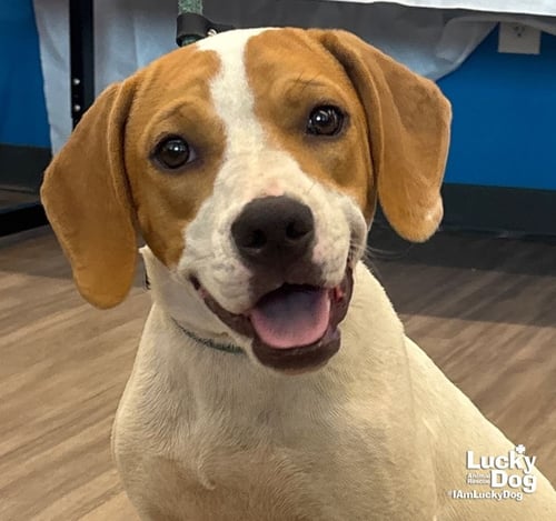 BLONDIE - Treeing Walker Coonhound / Labrador Retriever available for adoption