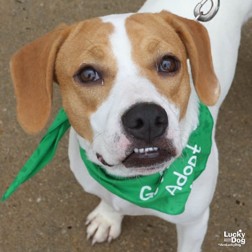 BLONDIE - Treeing Walker Coonhound / Labrador Retriever available for adoption