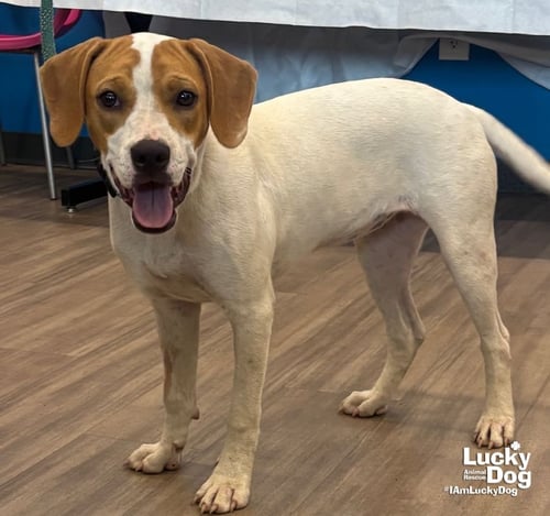 BLONDIE - Treeing Walker Coonhound / Labrador Retriever available for adoption