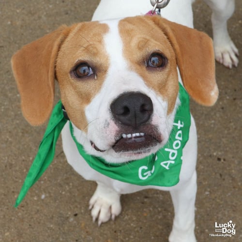 BLONDIE - Treeing Walker Coonhound / Labrador Retriever available for adoption