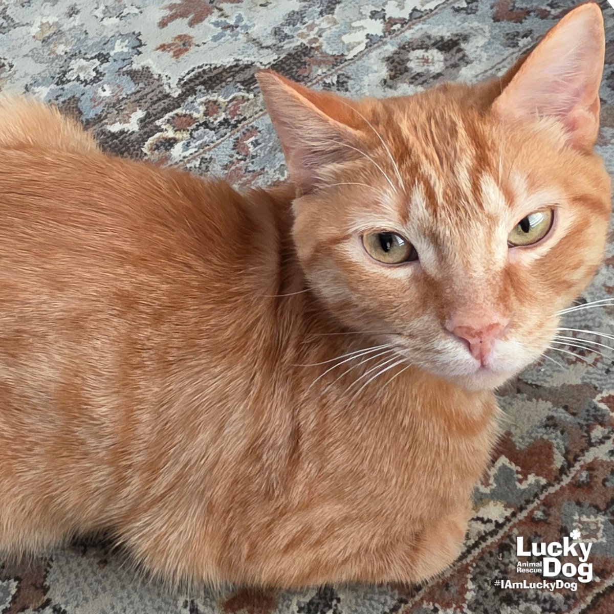 SIR BISCUIT - Domestic Short Hair available for adoption