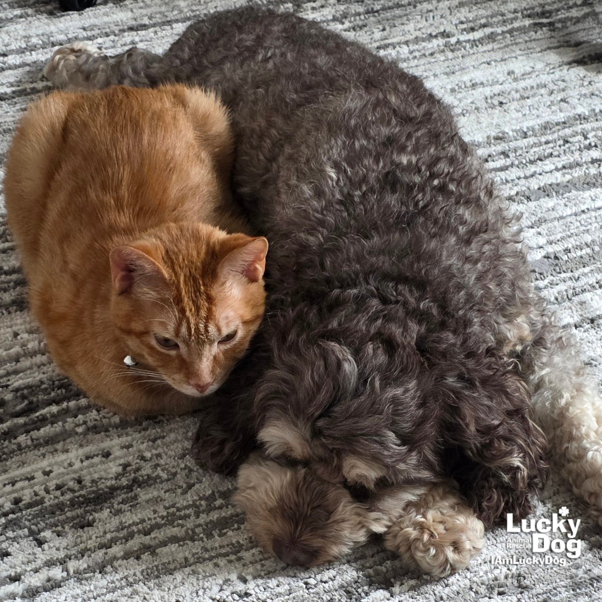 SIR BISCUIT - Domestic Short Hair available for adoption