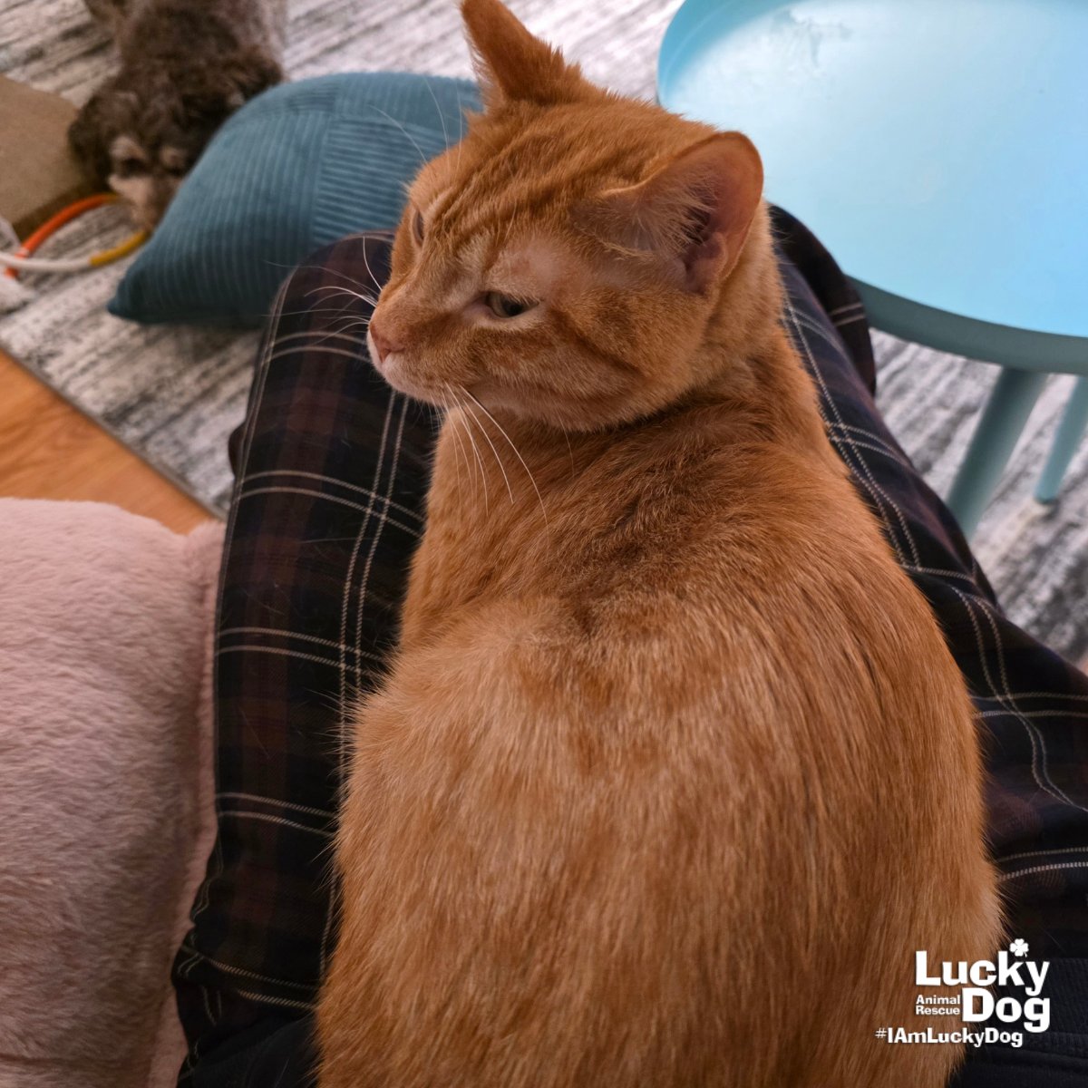 Sir Biscuit - Photo 3