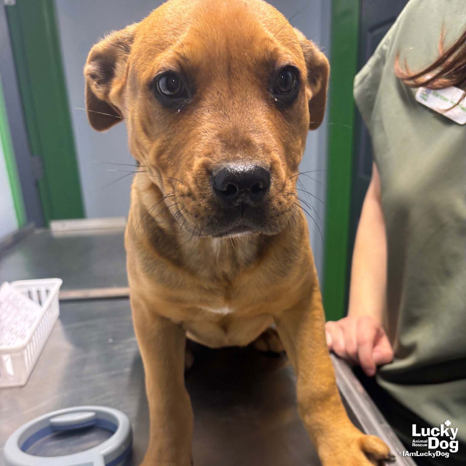 BANDIT - Retriever / Shepherd available for adoption