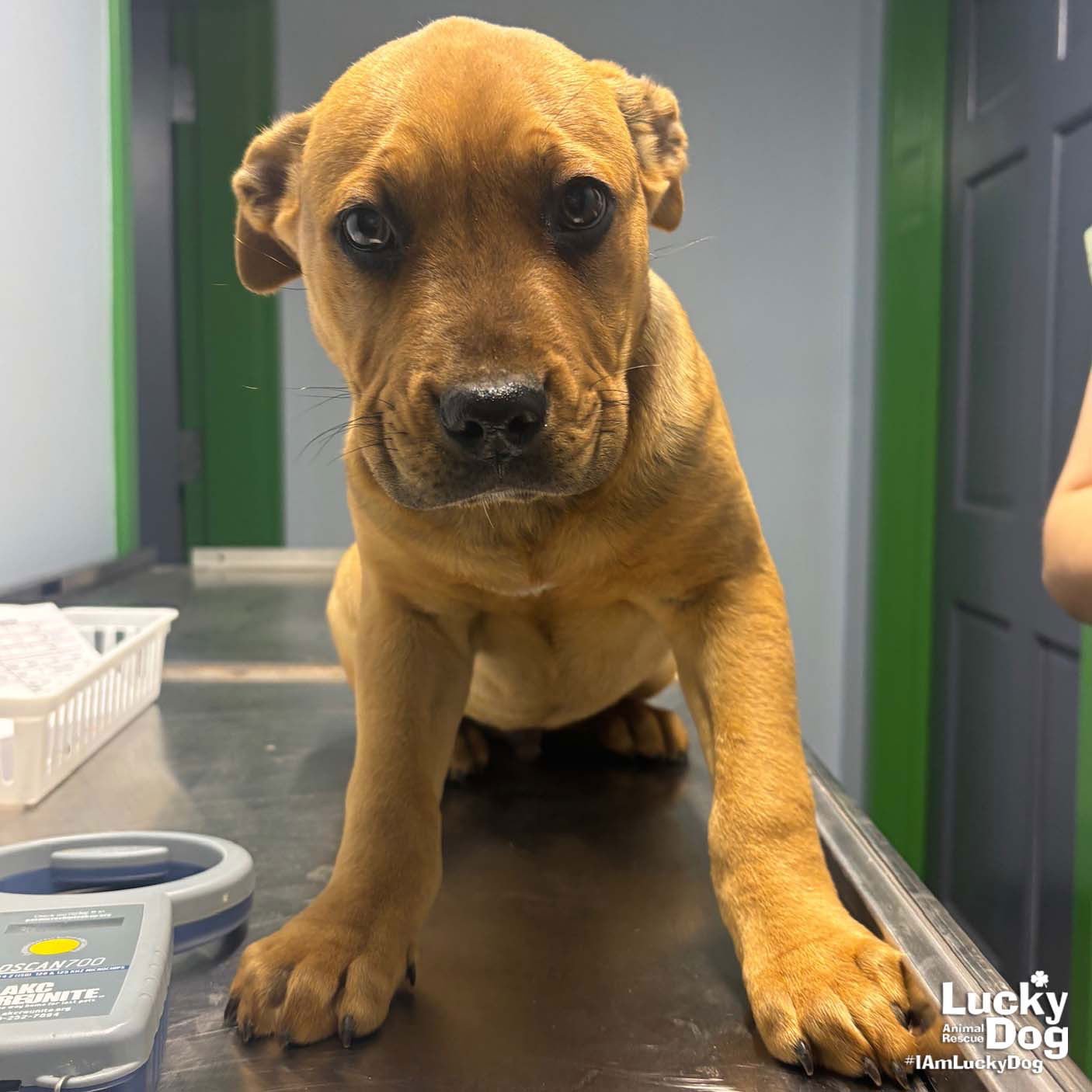 BANDIT - Retriever / Shepherd available for adoption