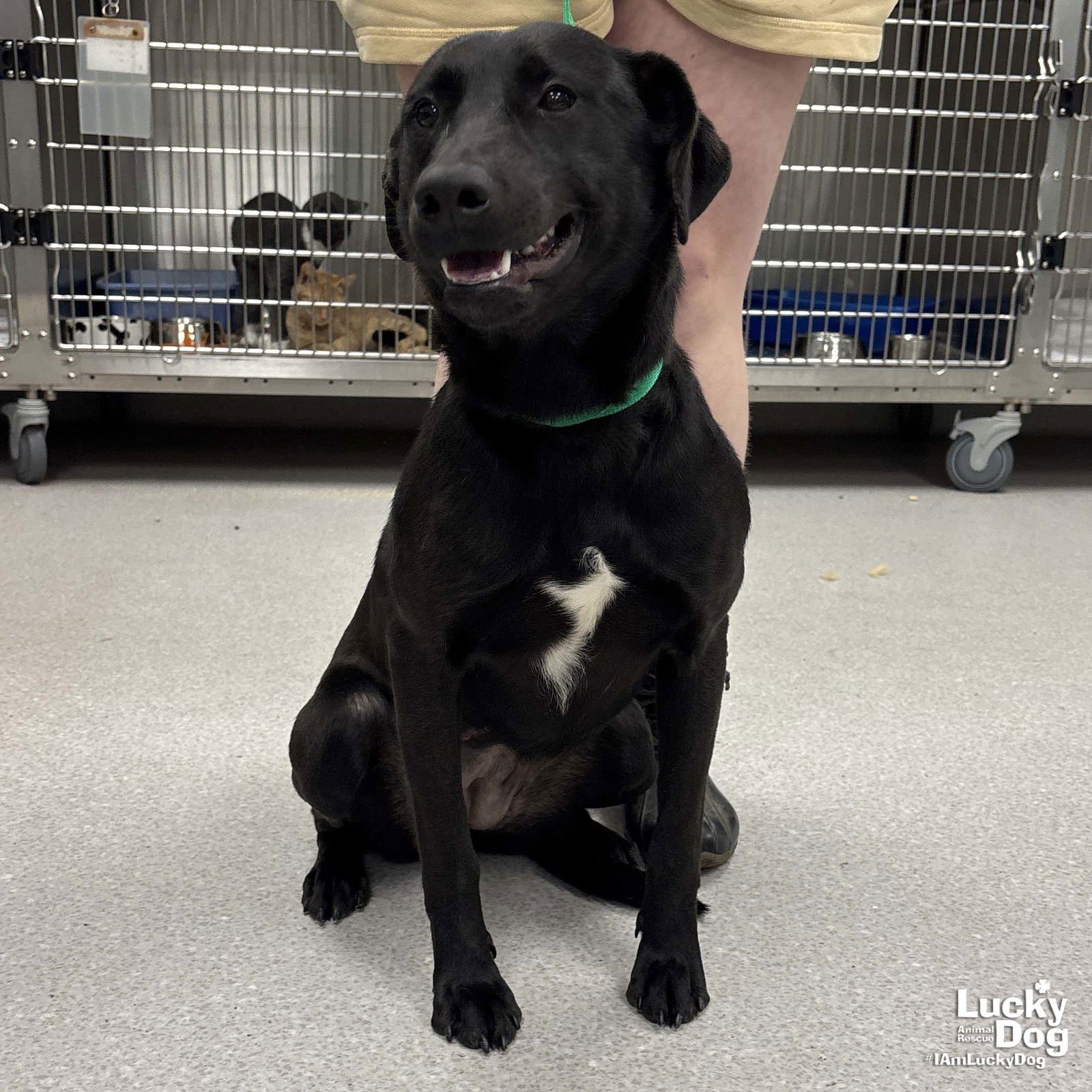 PARKER - Labrador Retriever available for adoption
